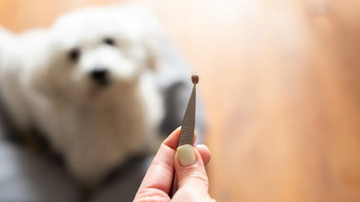 Zecken von Ihrem Hund fernhalten (und aus Ihrem Zuhause)