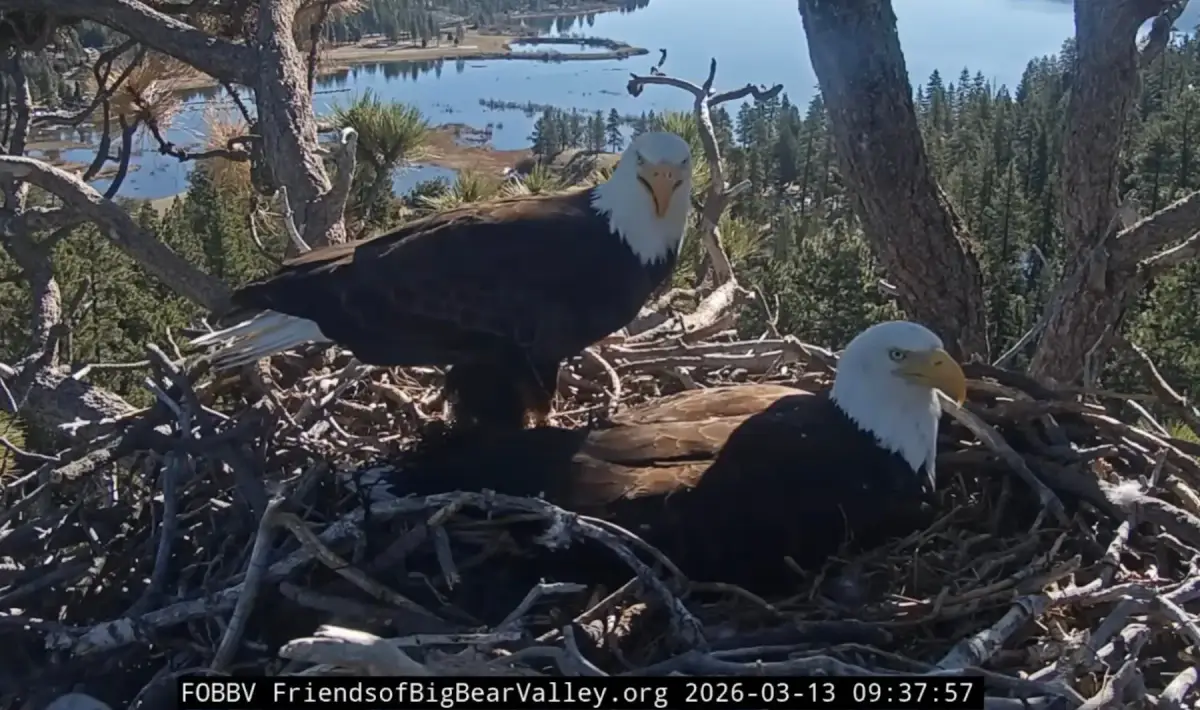 10 Dinge, die Sie über die Weißkopfseeadler Jackie und Shadow noch nicht wissen