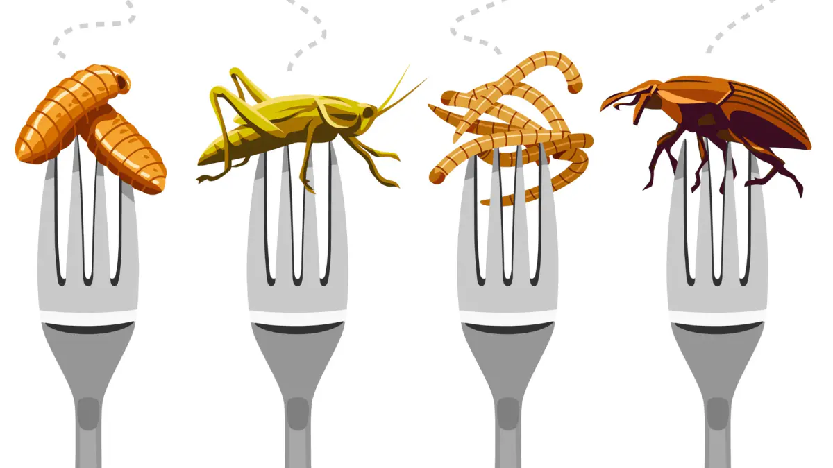 Insektenprotein: Warum Sie Insekten essen könnten – neue Studien belegen den Geschmack