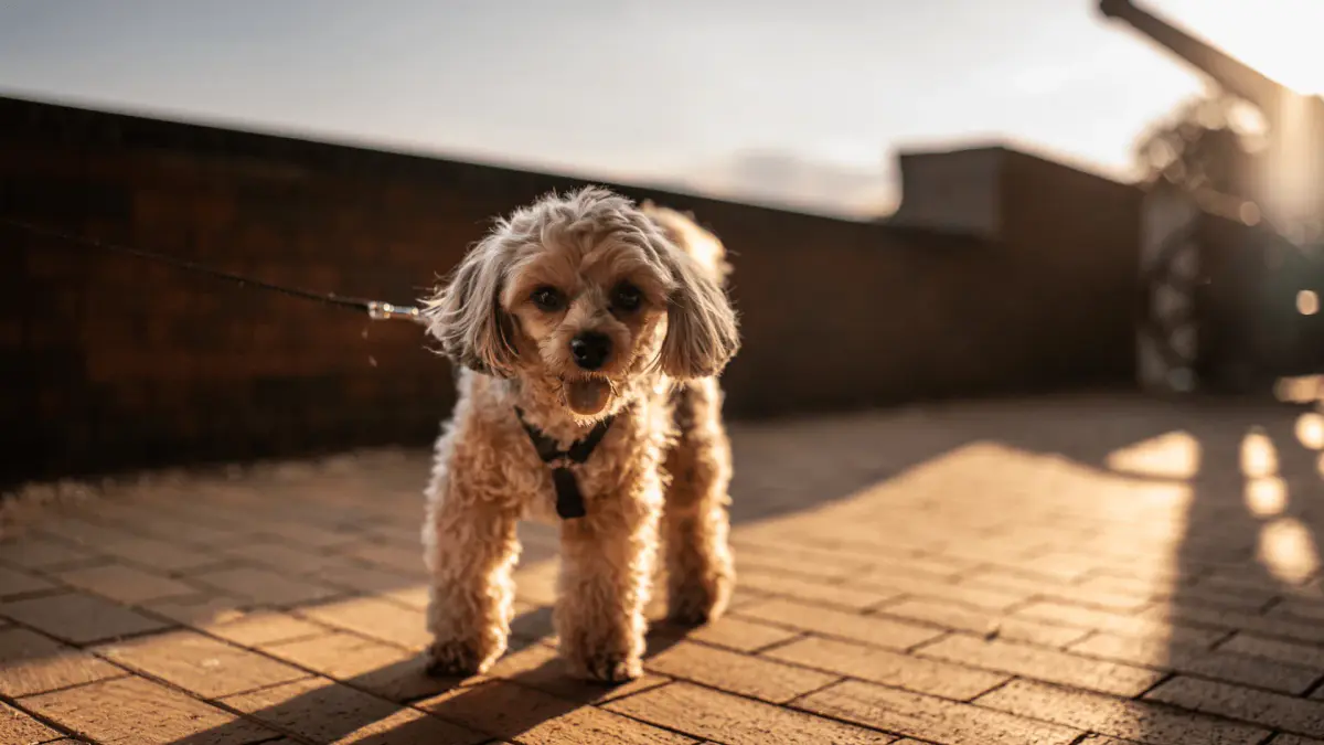 Hitze-Alarm: Hot pavement can burn your dogs paws – Was Besitzer jetzt wissen müssen