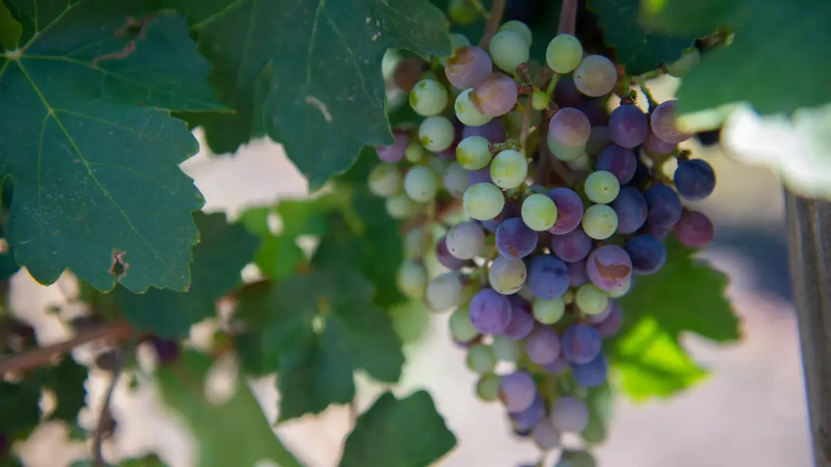 Texas grape seeds: Mission ins All eröffnet neue Ära der Weinproduktion