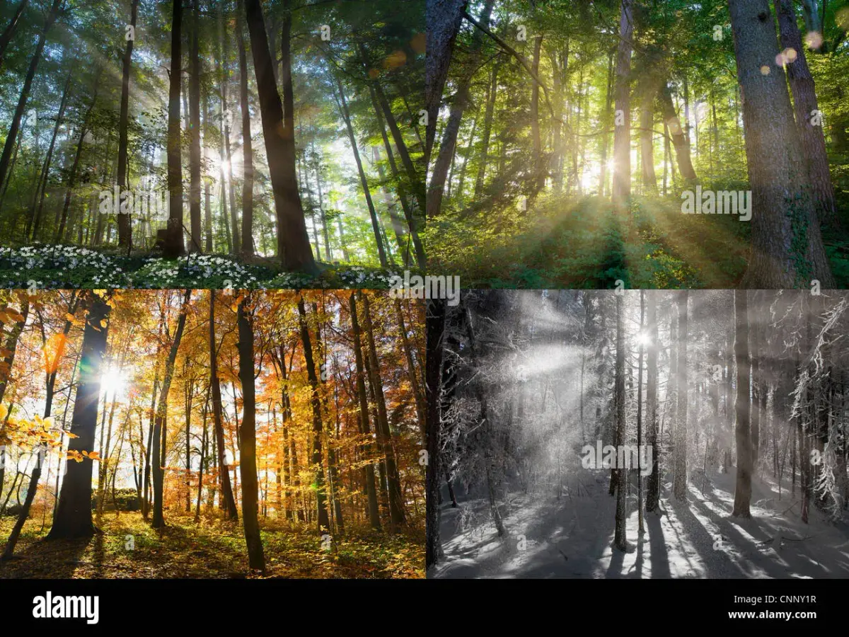 Lichtkunst im Wandel der Jahreszeiten: Christopher Bauders „Forest Seasons“
